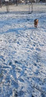 Joyful dog playing in snow-covered field.