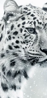 Majestic leopard in snowy landscape for mobile wallpaper.