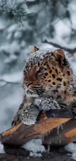 Snow-covered leopard lying on a branch in a wintery forest.