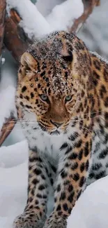 Stunning snowy leopard posing in a winter forest setting.