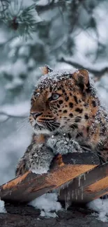 Snow-covered leopard resting in a forest.