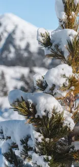 Snow-covered pine tree with mountain backdrop.