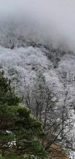 Snowy mountain landscape with trees and mist.