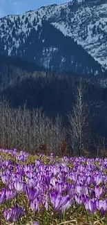 Snowy mountains with purple flowers field wallpaper.