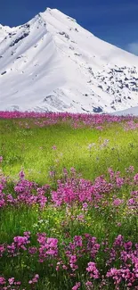 Field of purple flowers against snow-capped mountain.