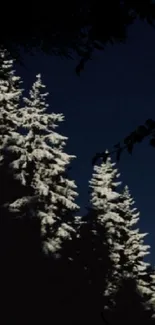 A serene wallpaper of snow-covered trees against a dark night sky.