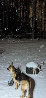 German Shepherd standing in a snowy forest during nighttime snowfall.