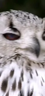 Close-up of a snowy owl with detailed feathers.