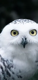 Close-up of a snowy owl with striking yellow eyes, perfect for phone wallpaper.