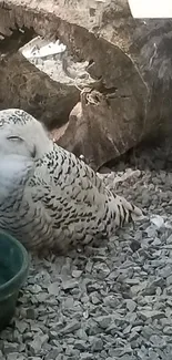 A serene snowy owl resting peacefully among natural surroundings.