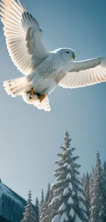 Snowy owl in flight above a snowy forest and mountains.