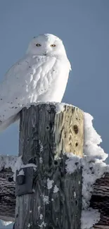 Snowy owl perched on snow-covered pole in winter landscape.