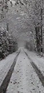 Snowy path through a tranquil winter forest.