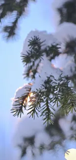 Snow-covered pine branch against a blue sky.