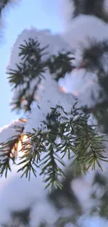 Close-up of snow-covered pine branches in a serene winter setting.