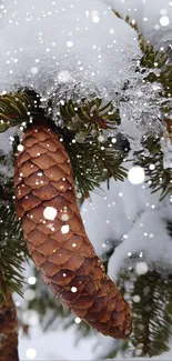 Snow-covered pine cone on an evergreen branch.