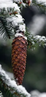 Close-up of a snowy pine cone on a branch.