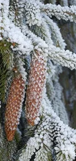 Snowy pine cones on frosted branches.