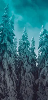 Snow-covered pine trees against teal sky.