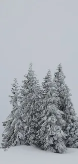 Snow-covered pine trees under a light gray sky.