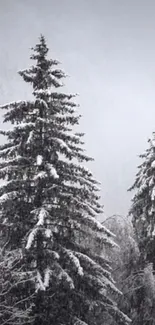 Snow-covered pine trees in a tranquil forest setting.