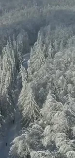 Peaceful snowy pine forest in winter.