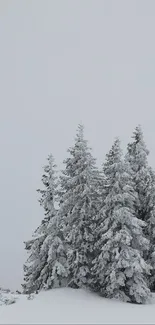 Snow-covered pine trees in a serene winter landscape wallpaper.