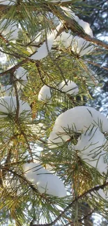 Snow-covered pine branches in winter sunlight.