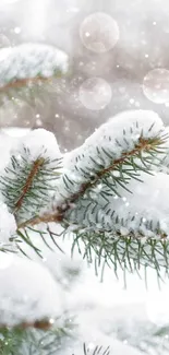 Close-up of snow-covered pine branches in winter scene.