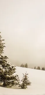 A snowy pine tree in a serene winter landscape.