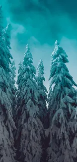 Snowy pine trees under a teal sky.