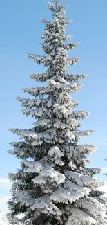 Snow-covered pine trees under a bright blue sky.