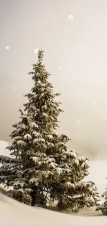 Snowy pine tree under a misty winter sky backdrop.