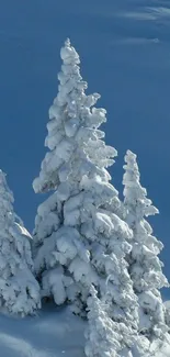 Snow-covered pine trees in a winter landscape.