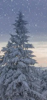 Snowy pine tree in tranquil winter landscape.