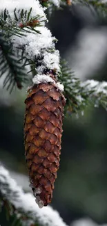 Snow-covered pinecone on an evergreen branch close-up.