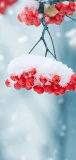 Red berries with snow on a blue blurred background.