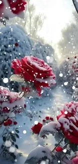 Snow-dusted red roses in a winter garden pathway.