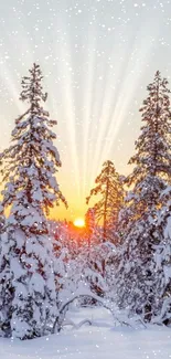 Snowy forest at sunrise with serene light and snowy trees.