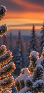 Snow-covered pine trees at sunset with a vibrant orange sky.