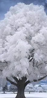 Beautiful snow-covered tree under a dramatic sky.