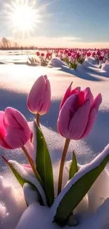 Pink tulips emerging from snow under a bright sunrise.