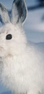 White rabbit in snow, close-up view, serene nature wallpaper.