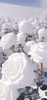 Mobile wallpaper of white roses covered in snow, creating a serene winter scene.