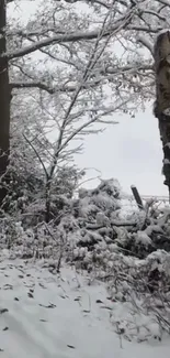 Serene snowy forest path in winter.