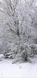 A serene snowy forest path in winter with frosty trees.