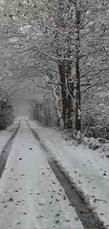 Snowy path in a peaceful winter forest setting.