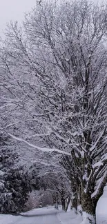 Serene snowy forest path with frosted trees.