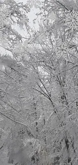 A peaceful winter forest with snow-covered trees and delicate snowflakes.