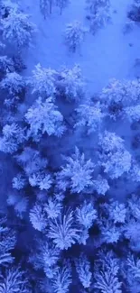 Aerial view of snowy forest with blue tones.